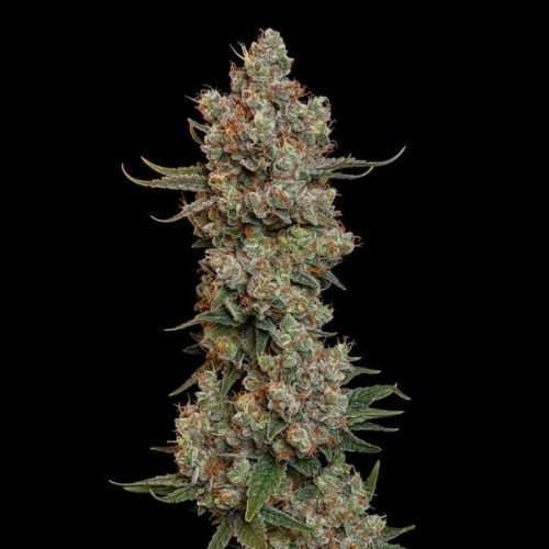 Trainwreck – Royal queen seeds - immagine 2