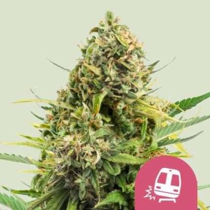 Trainwreck - Royal queen seeds