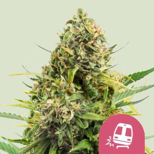 Trainwreck - Royal queen seeds