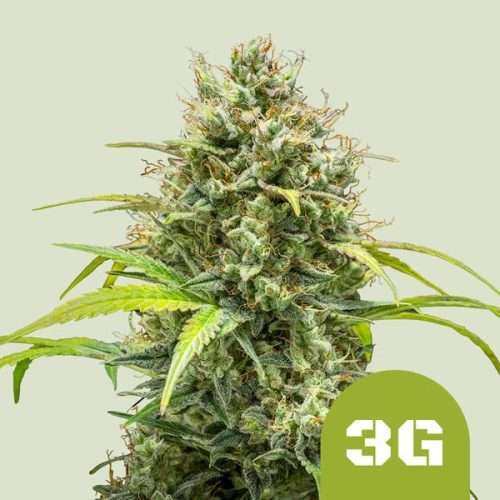 Triple G Auto - Royal queen seeds