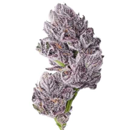 Triploid F1 Iced sangria - Growers choice