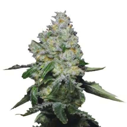 Tropical Cookies - Growers choice