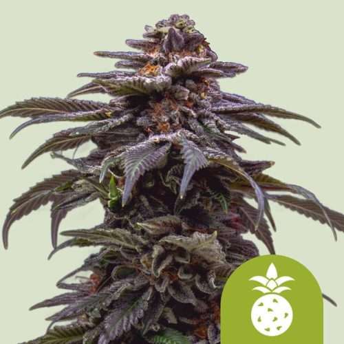 Tropicana Cookies Purple Auto - Royal queen seeds