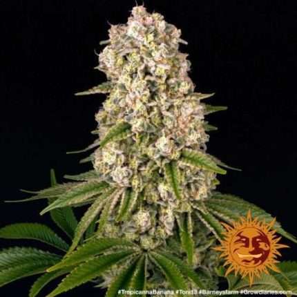 Tropicanna Banana - BARNEY'S FARM