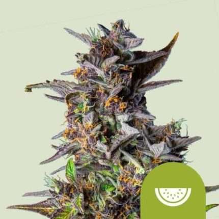 Watermelon Auto - Royal queen seeds