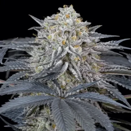 Watermelon Runtz - Silent seeds