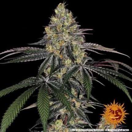 Watermelon Zkittlez - BARNEY'S FARM