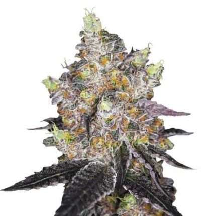 Watermelon Punch - Growers choice