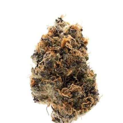 Watermelon Punch Auto  - Growers choice