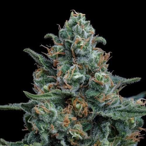 Wedding Cake – Royal queen seeds - immagine 2