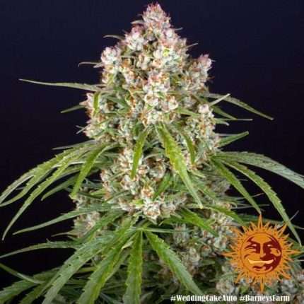 Wedding Cake Auto- BARNEY'S FARM