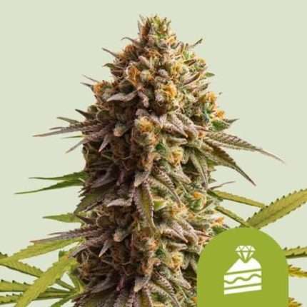 Wedding Cake Auto - Royal queen seeds