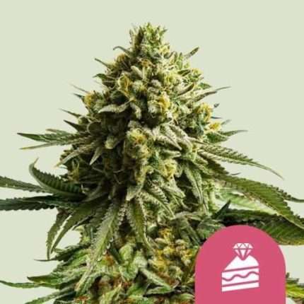 Wedding Cake - Royal queen seeds