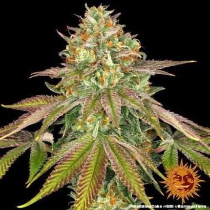 Wedding Cake - BARNEY'S FARM