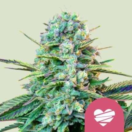 Wedding Crasher - Royal queen seeds