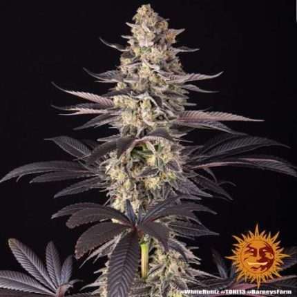 White Runtz - BARNEY'S FARM
