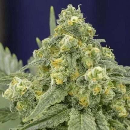 White Widow - Silent seeds