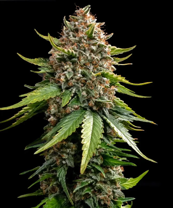 White Widow XXL – BARNEY’S FARM