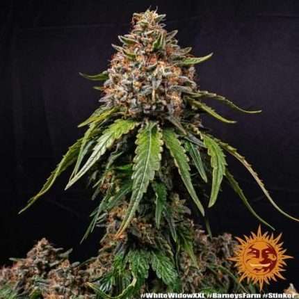 White Widow XXL - BARNEY'S FARM