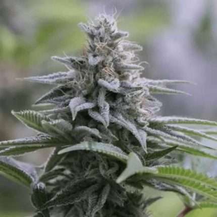 Zkittlez 2.0 - Silent seeds