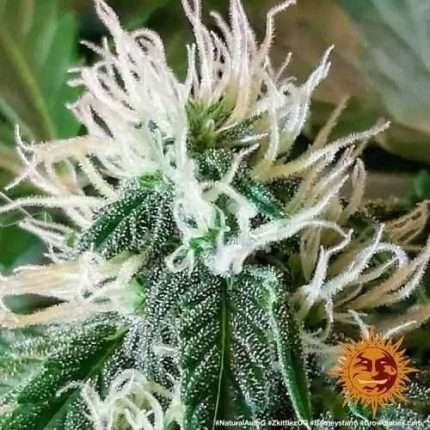 Zkittlez OG Auto - BARNEY'S FARM