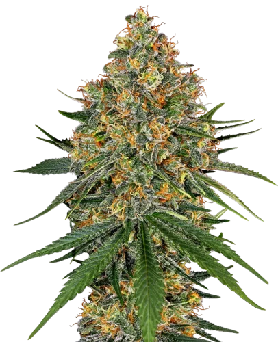 White Cheese – white label