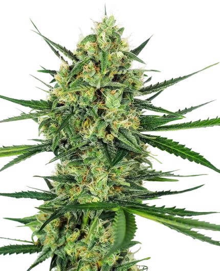 Tangerine Sugar - Sensi seeds