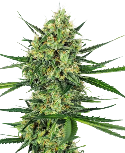 Tangerine Sugar - Sensi seeds