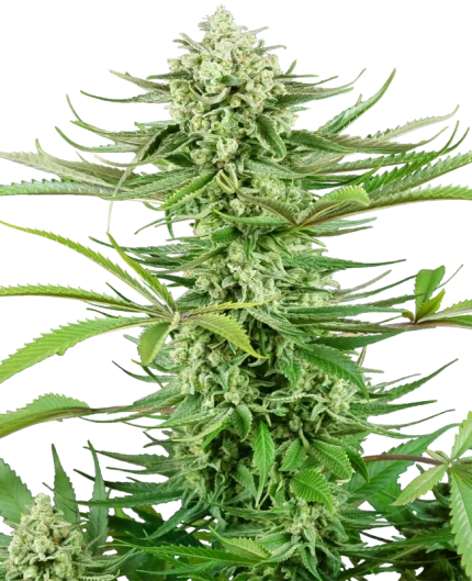 Cashew Kush - Research
