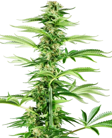 Honey Melon Haze - Research