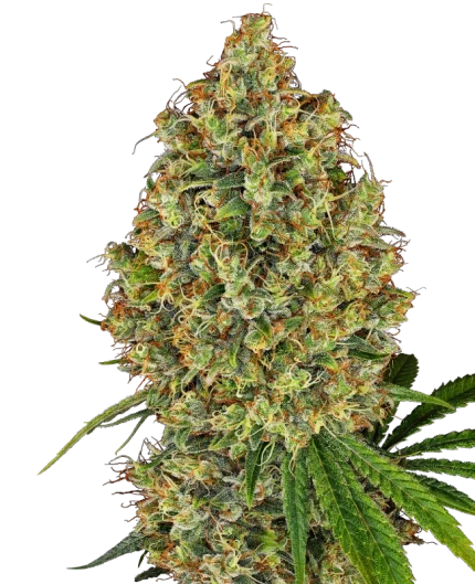 AK-420 - white label