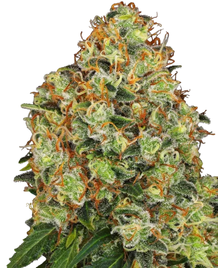 Sweet Tangerine Tango Auto - White label