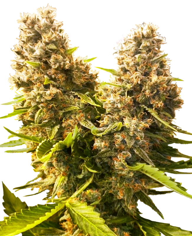 Banana Kush Cake Auto - Sensi seeds