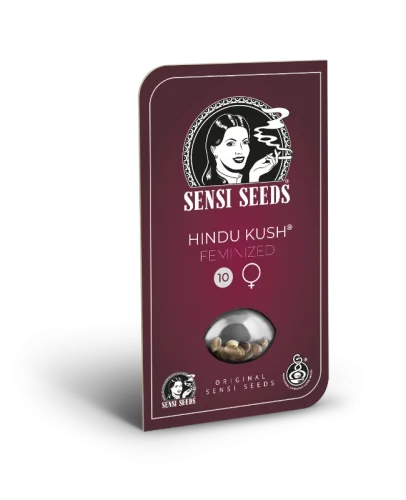Hindu Kush – Sensi seeds - immagine 2