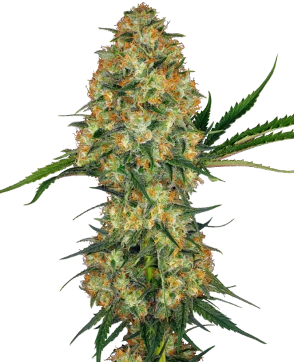 Hindu Kush – Sensi seeds