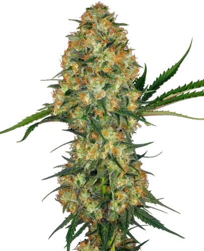 Hindu Kush – Sensi seeds