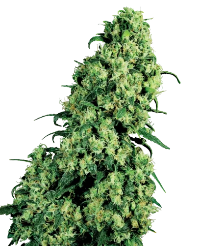 Skunk #1 – white label