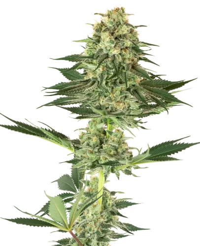 Banana Kush - white label