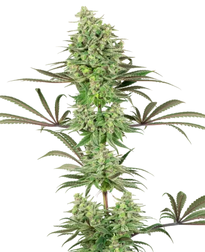 Double Banana Kush - white label