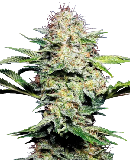 Skunk Auto - Sensi seeds