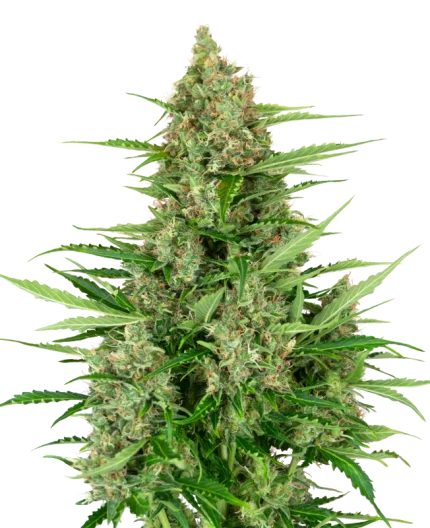 Double Kush Cake Auto - Research