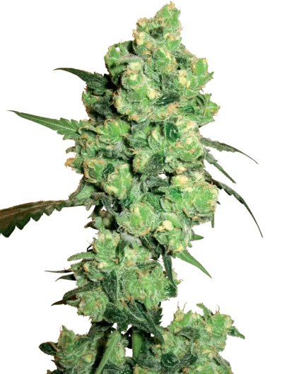 Super Skunk - white label