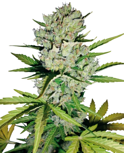 Super skunk auto - White label
