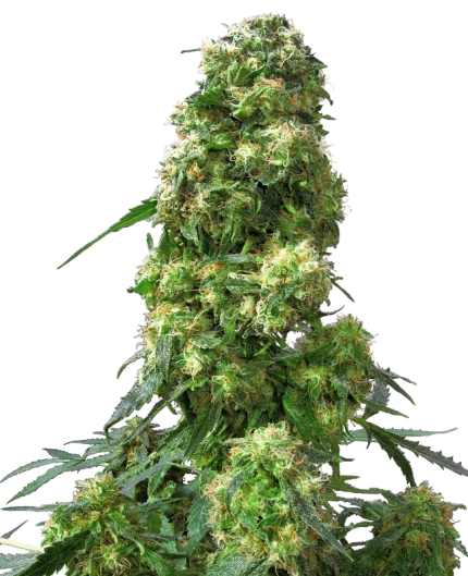 Early Skunk - Sensi seeds