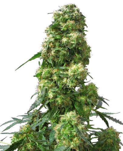 Early Skunk - Sensi seeds
