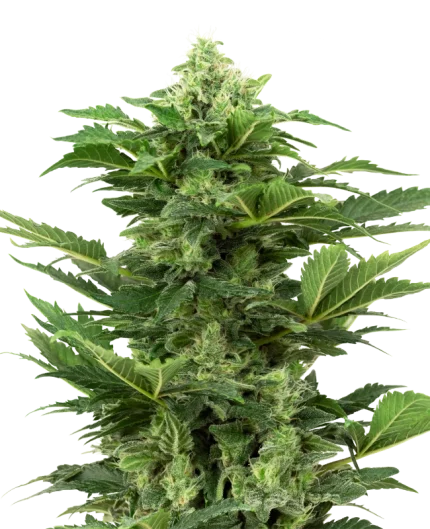 Afghan Pearl CBD Auto - Sensi seeds