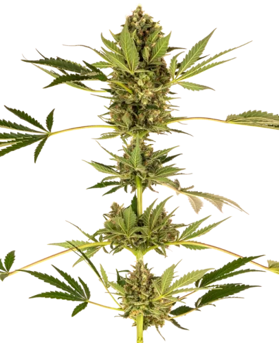 Himalayan CBD - Sensi seeds