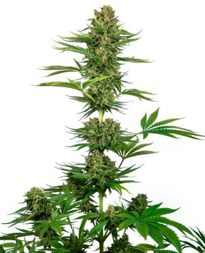 Satin Black Domina CBD - Sensi seeds
