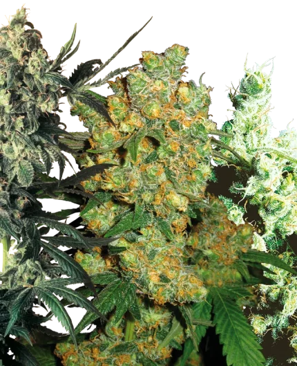 Feminized Mix - Sensi seeds