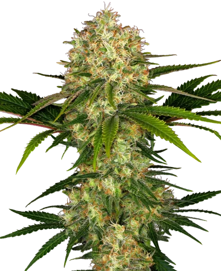 Afghani #1 - Sensi seeds